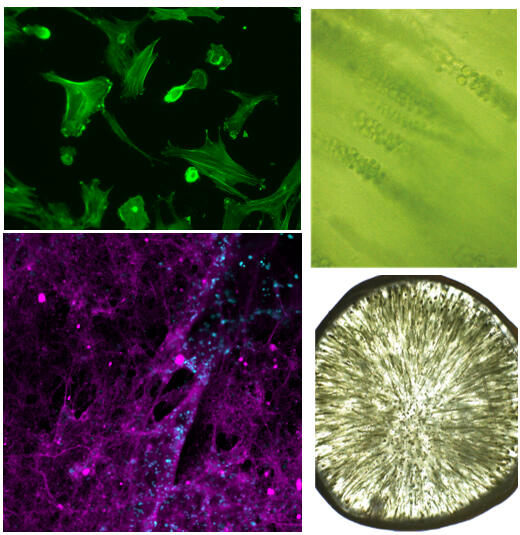 Different cells used for living materials.